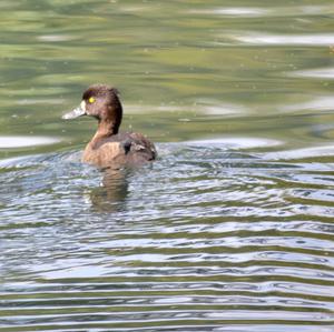 Tufted Duck