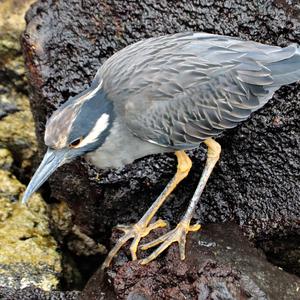 Yellow-crowned Night-heron