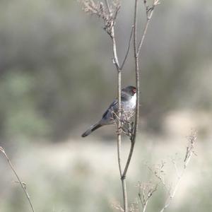 Sardinian Warbler