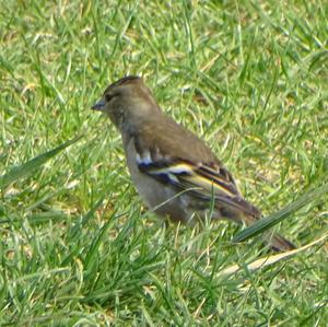 Eurasian Chaffinch