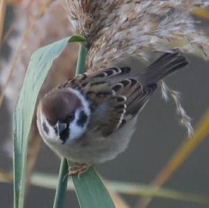 Eurasian Tree Sparrow