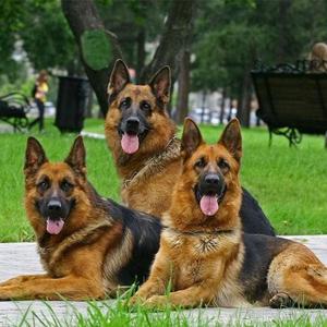 Deutscher Schäferhund