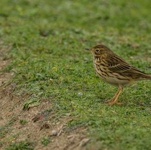 Rock Pipit