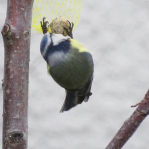 Blue Tit