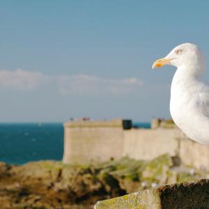 Herring Gull