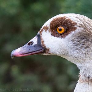 Nilgans