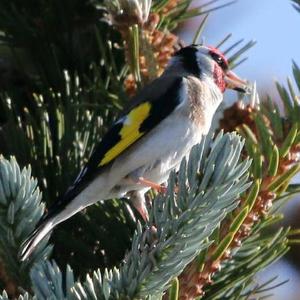 European Goldfinch