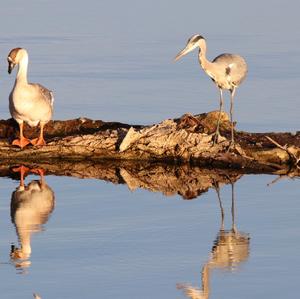 Grey Heron