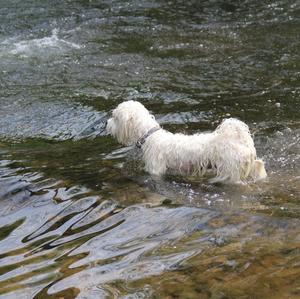 Maltese