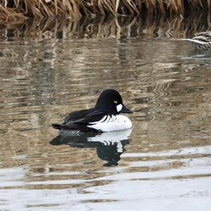 Common Goldeneye