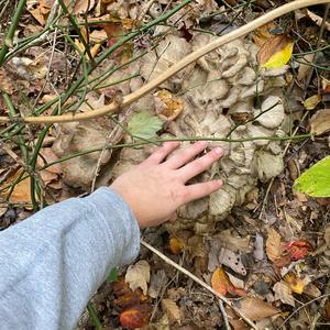 Hen-of-the-Woods