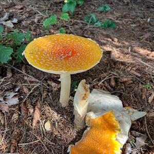 Fly Agaric