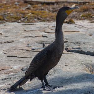 Neotropic Cormorant