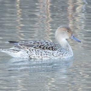 Northern Pintail