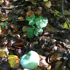 Green Stropharia