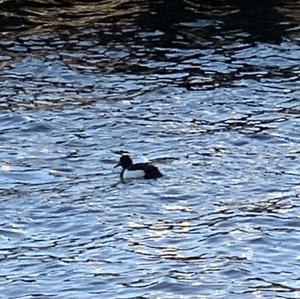 Tufted Duck