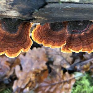 Turkey-tail