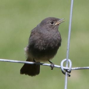 Black Redstart