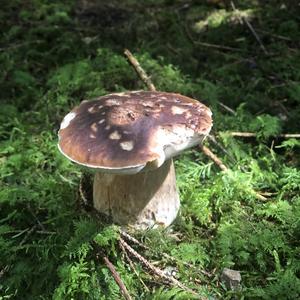 Summer Bolete