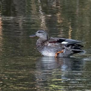 Gadwall