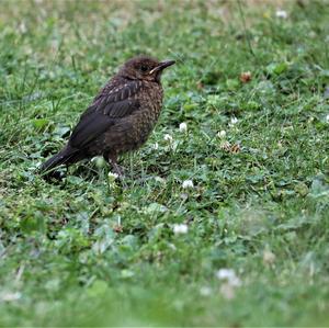 Eurasian Blackbird