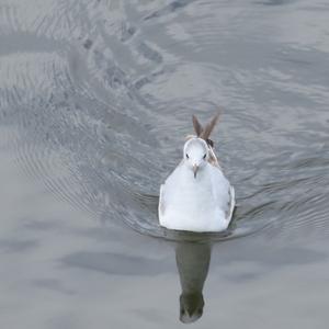 Black-headed Gull