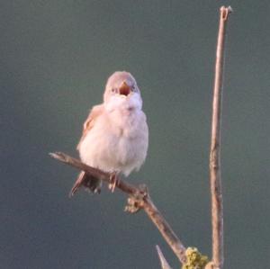 Common Whitethroat