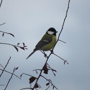 Great Tit