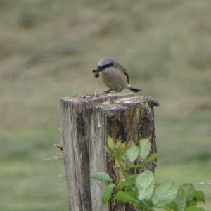 Red-backed Shrike