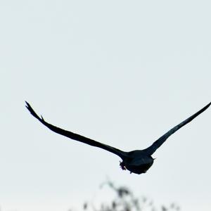 Common Buzzard