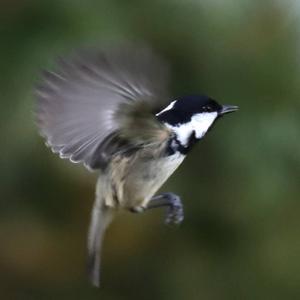 Coal Tit