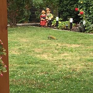 Eurasian Green Woodpecker