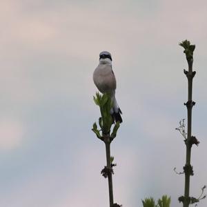 Red-backed Shrike