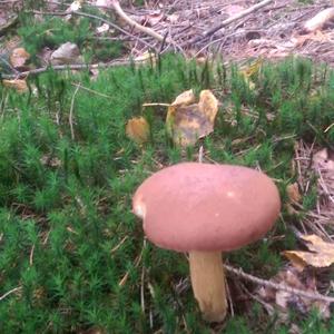 Bay Bolete