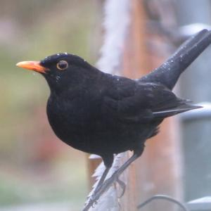 Eurasian Blackbird