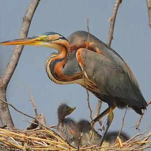 Purple Heron