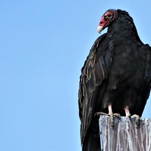 Turkey Vulture