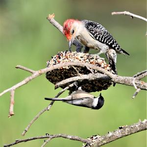 Red-bellied Woodpecker