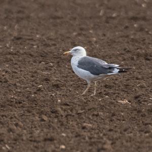 Herring Gull