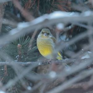 European Greenfinch