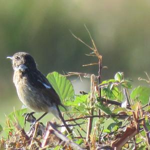 European stonechat