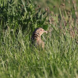 Common Pheasant