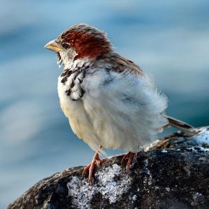 House Sparrow