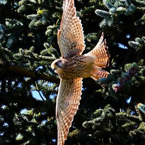 Common Kestrel