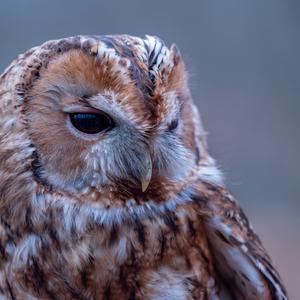 Tawny Owl