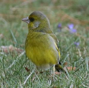 European Greenfinch