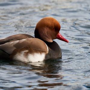 Red-crested Pochard