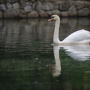 Mute Swan