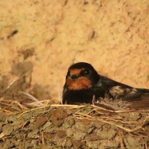 Barn Swallow