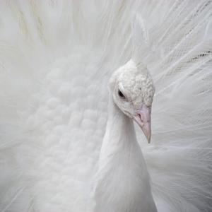 Indian Peafowl